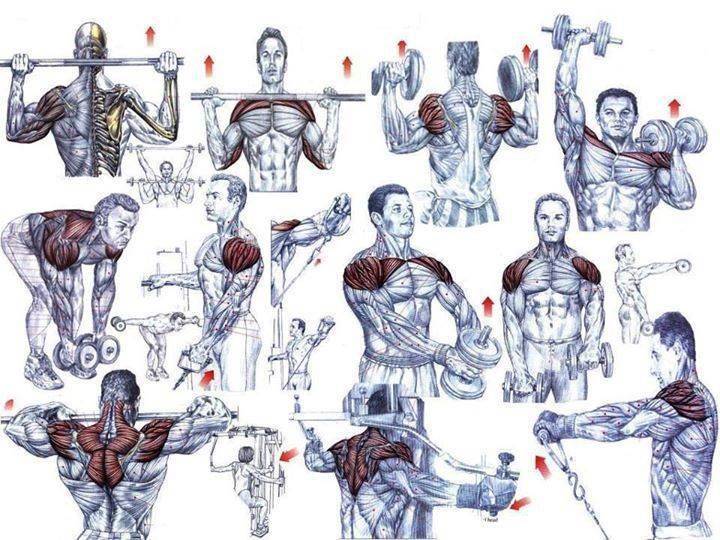 Эффективные упражнения для плеч