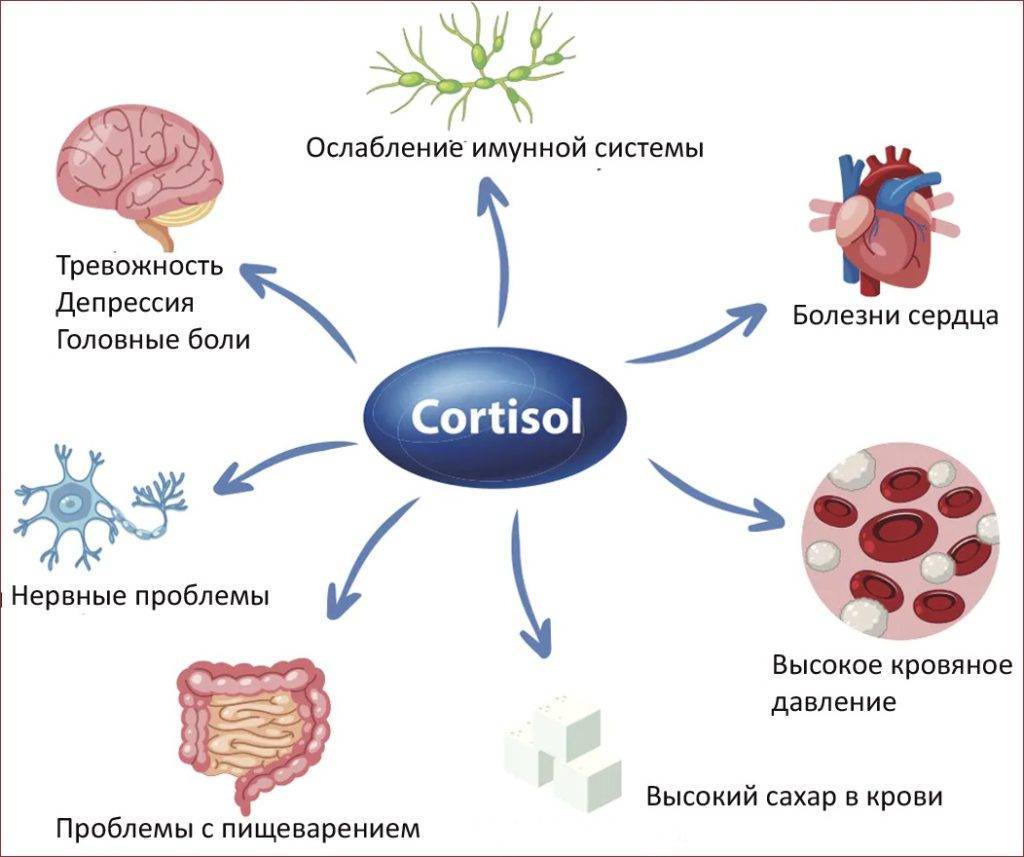 Определение и описание гормона кортизола