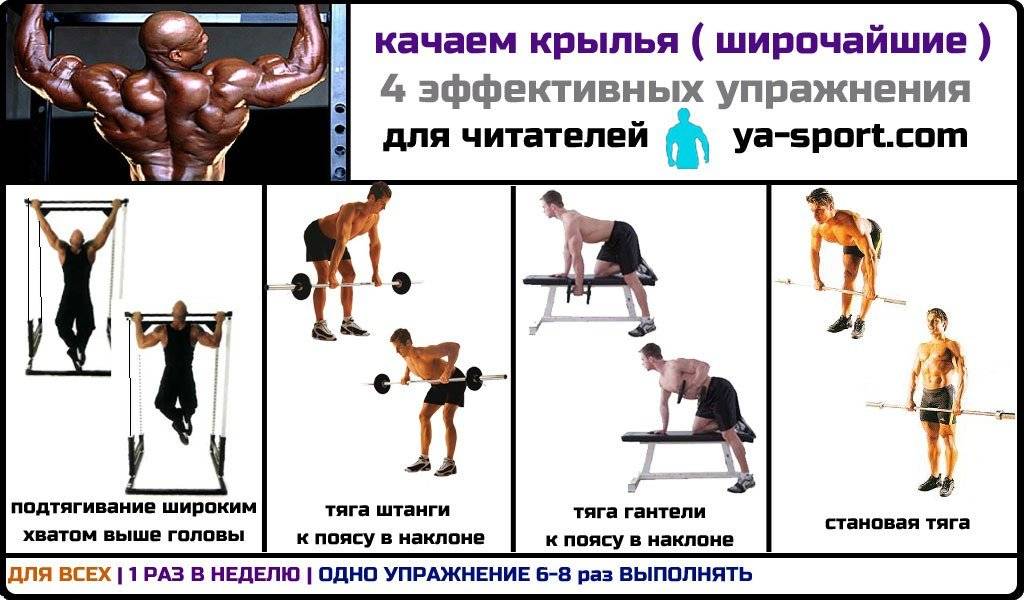 Как накачать мышцы спины: упражнения в тренажерном зале на все группы мышц