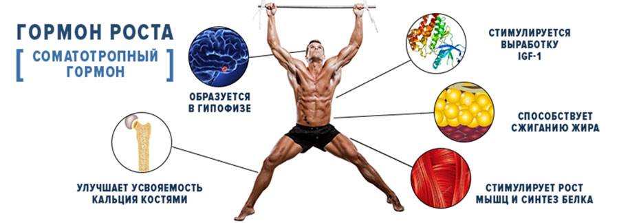 Гормон роста: влияние на мышцы — sportwiki энциклопедия