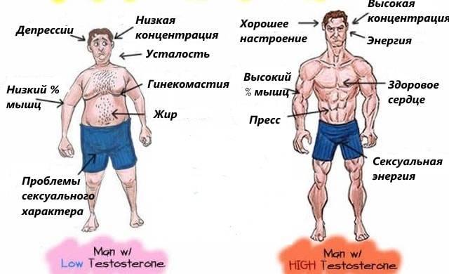 Проблема низкого тестостерона у мужчин, как его повысить