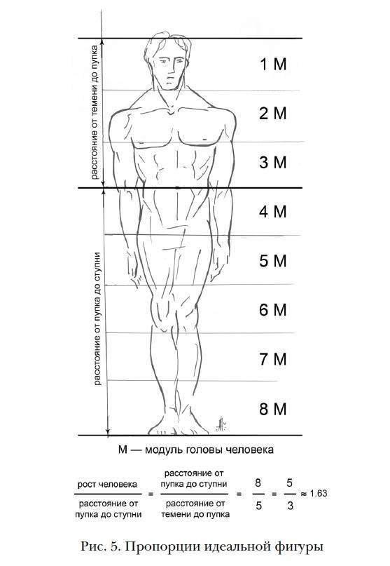Пропорции в бодибилдинге таблица для мужчин. как правильно делать замеры тела и как определить результаты тренировок