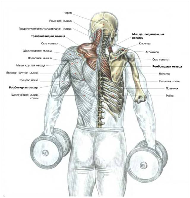 Упражнение шраги для тренировки трапециевидных мышц спины