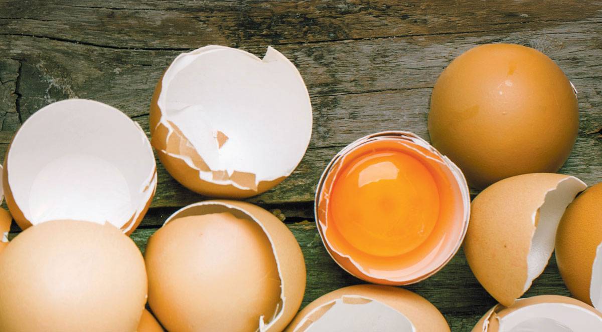 Egg guru — первый про яйца. яйца вкрутую: состав, полезные свойства, возможный вред