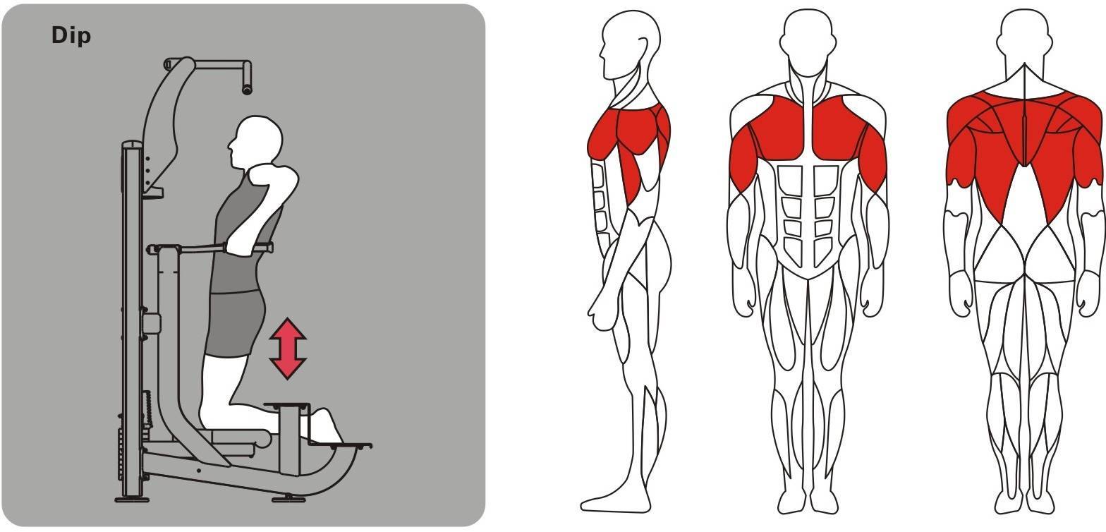 Подтягивания в гравитроне. техника и основные преимущества упражнения для мышц спины