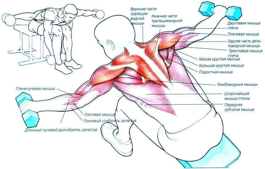 Разведение гантелей лежа - упражнение для мощной груди