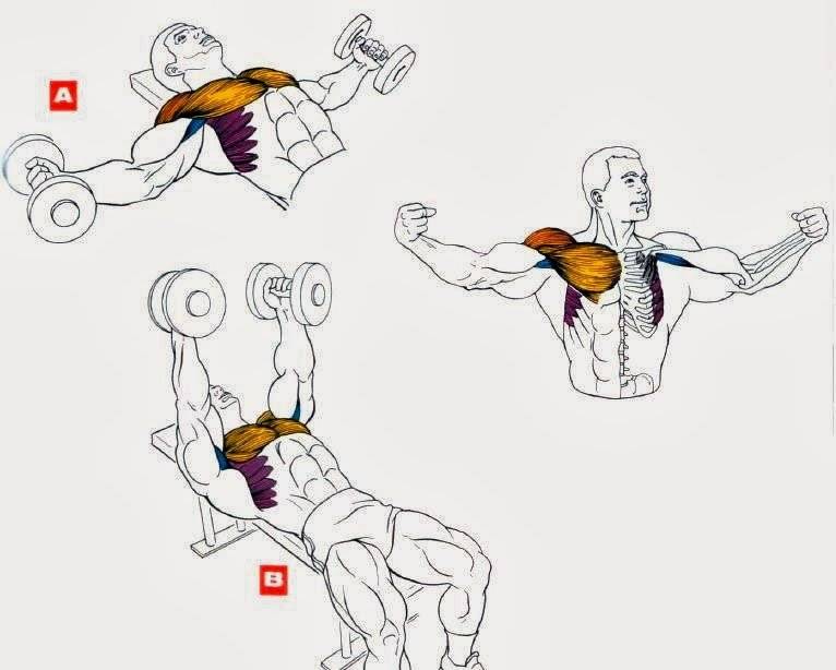Разведение гантелей лежа: техника для грудных мышц, частые ошибки, чем заменить упражнение