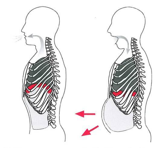 Как дышать животом: как правильно, техника, польза и вред, отличия диафрагмального дыхания от грудного