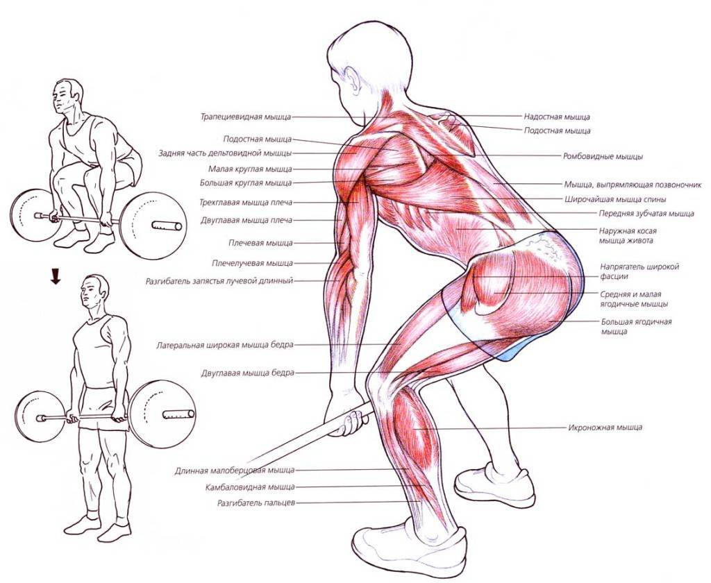 Становая тяга: какие мышцы работают