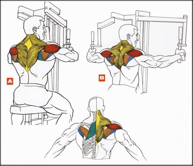 Комплекс упражнений на спину с гантелями для мужчин в домашних условиях