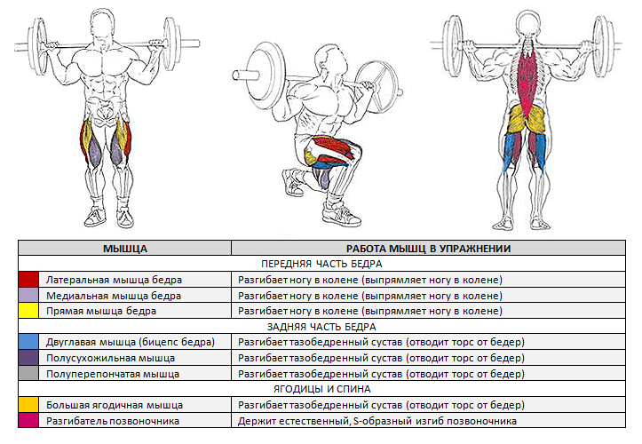 Приседания со штангой на плечах. техника выполнения, польза, какие мышцы работают