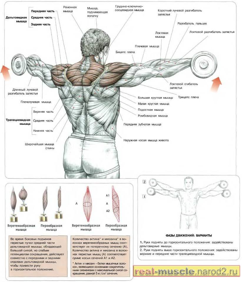 Упражнения на плечи для мужчин в тренажерном зале: программа тренировки