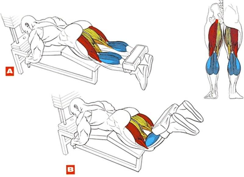 Как делать разгибание ног на тренажере сидя? какие мышцы работают в упражнении?