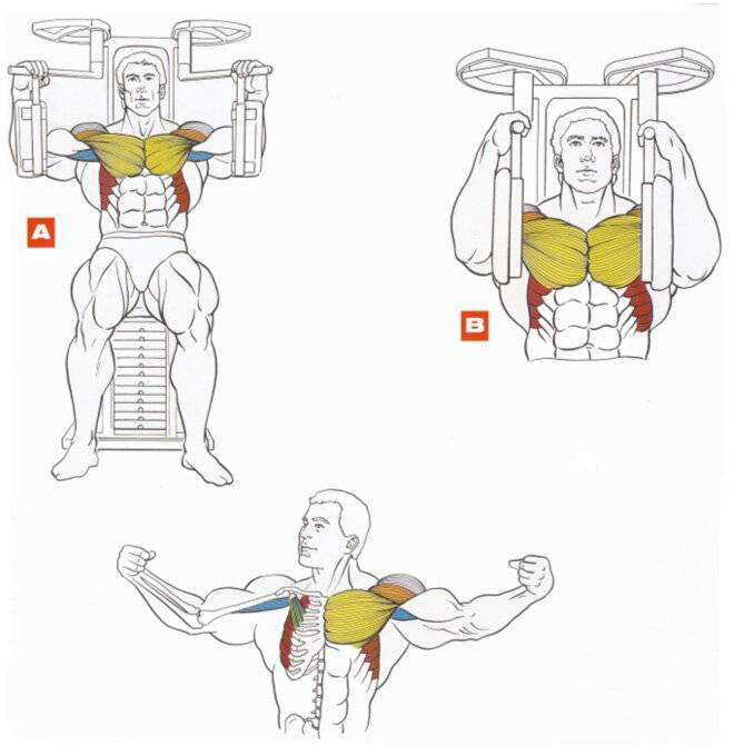 Как накачать грудные мышцы в тренажерном зале?