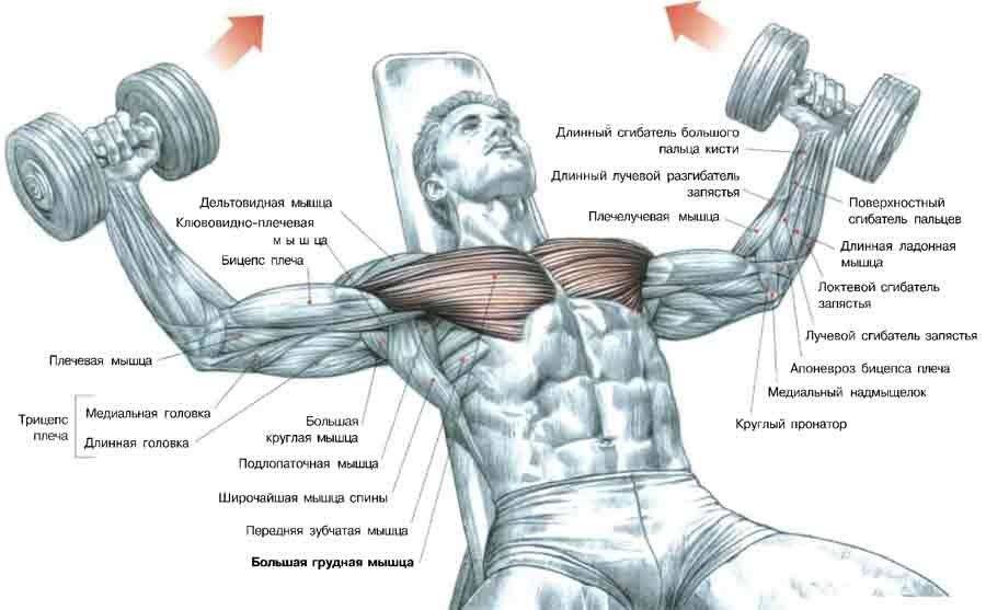 Как качать грудные мышцы гантелями — программа лучших упражнений