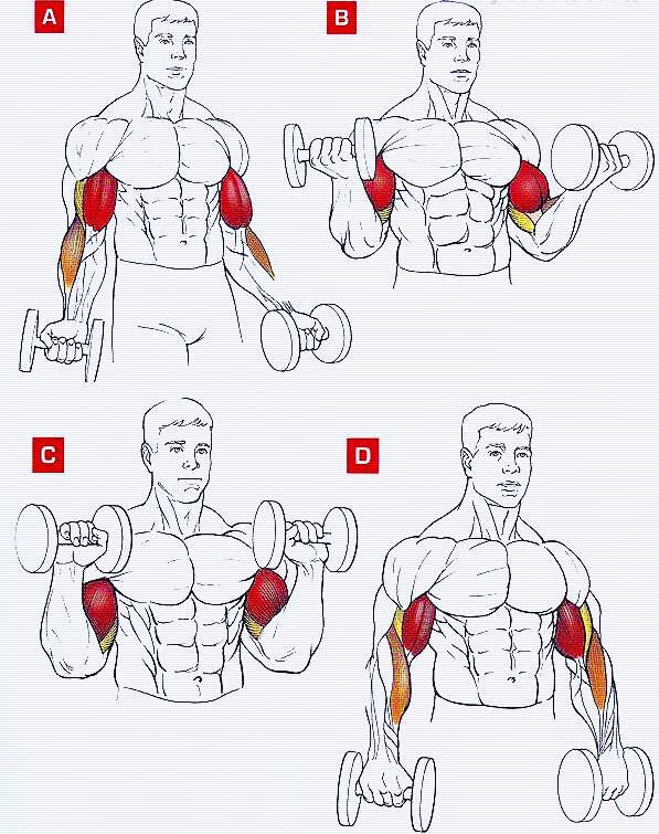 Как накачать мышцы рук в домашних условиях: лучших упражнений для мужчин