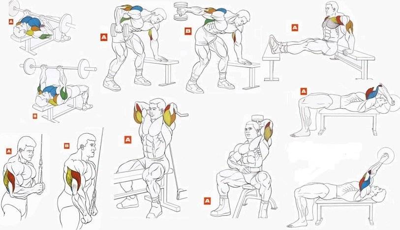 Как накачать мышцы рук в домашних условиях: лучших упражнений для мужчин
