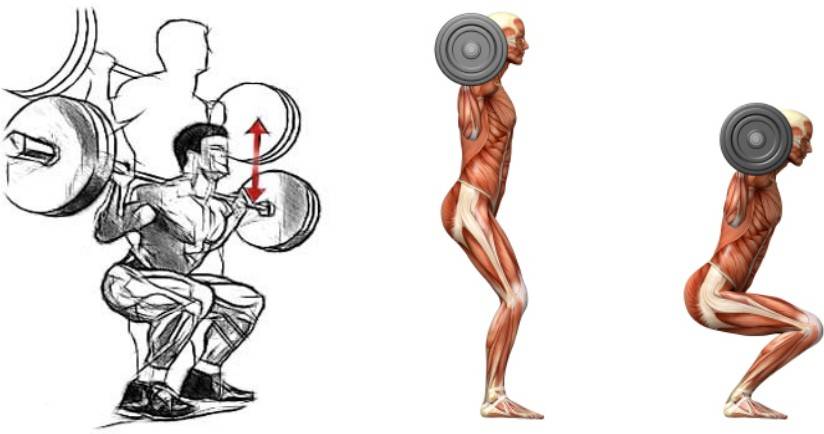 Приседания: какие мышцы работают (у женщин и мужчин) со штангой, с гантелями, без веса, фронтальные, виды приседаний, картинки, фото