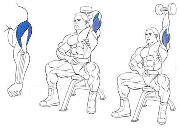 Упражнения на плечи с гантелями для мужчин и женщин