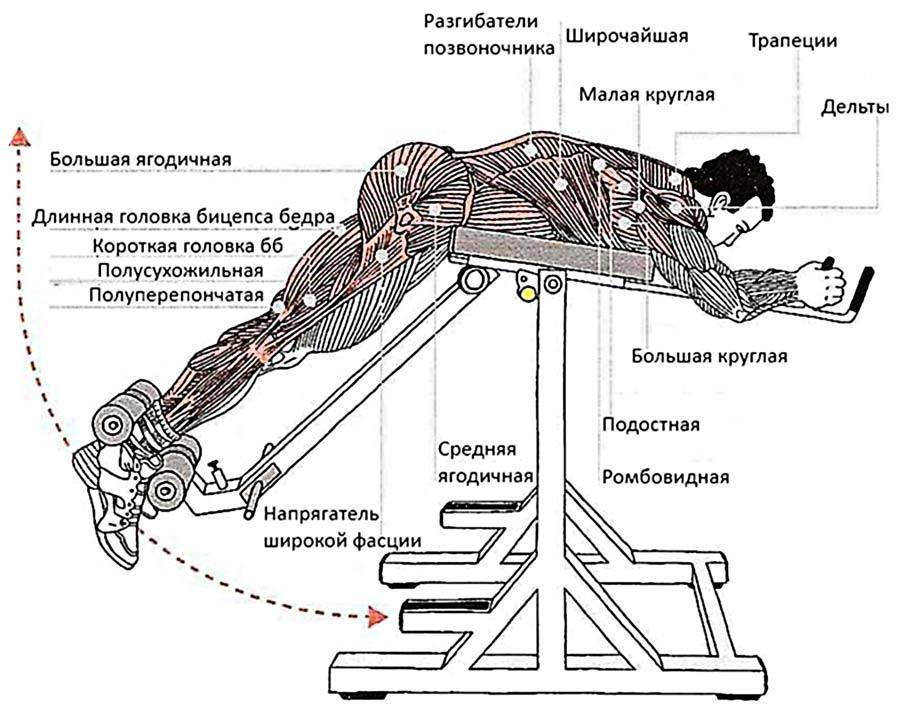 Гиперэкстензия – тренажер для укрепления задней поверхности тела