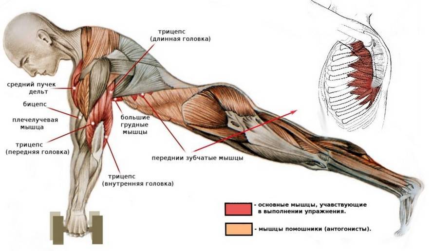 Какие мышцы работают при отжиманиях на брусьях: схема и рекомендации