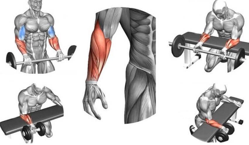 Упражнения для мышц предплечья в домашних условиях для мужчин. укрепление мышц предплечья - kak-nakachat.pro