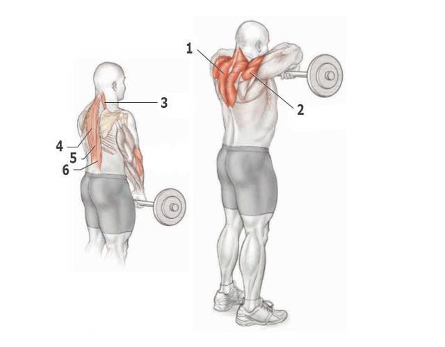 Упражнения на спину с гантелями для мужчин и женщин