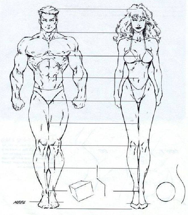 Пропорции женского тела. антропометрия и пропорции в бодибилдинге. замеры тела, контроль достижений и все такое.