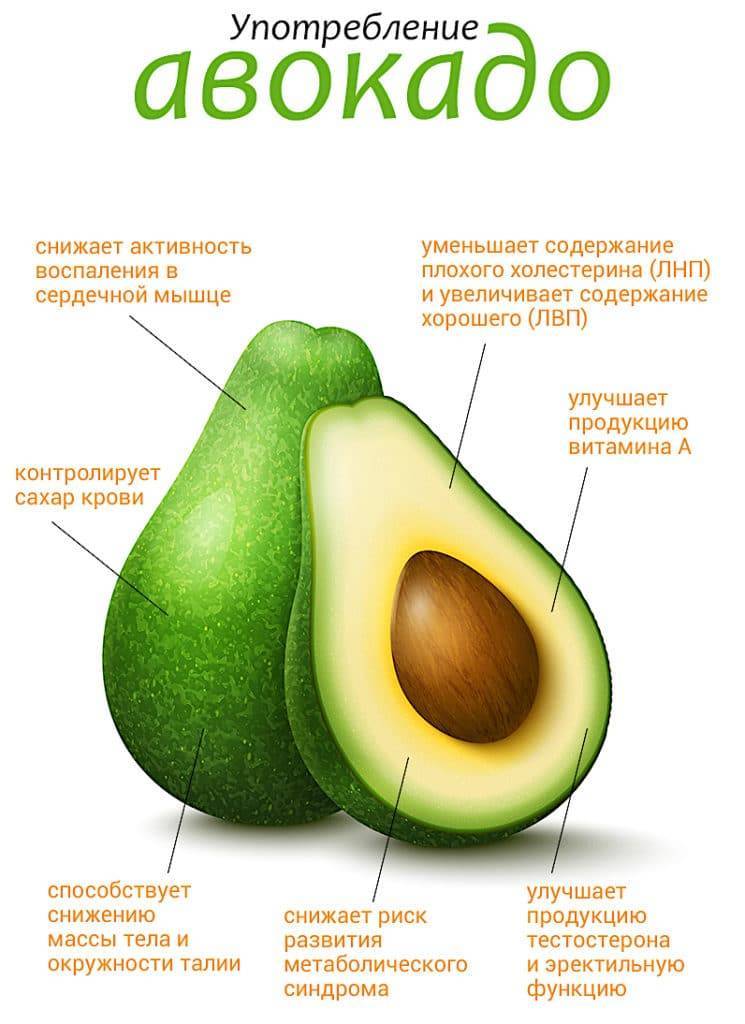 Авокадо: польза и вред, противопоказания, лечебные свойства, калорийность, состав, правила выбора и хранения